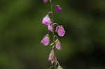 Showy milkwort